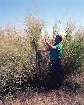 A man analyzing switchgrass in a field.